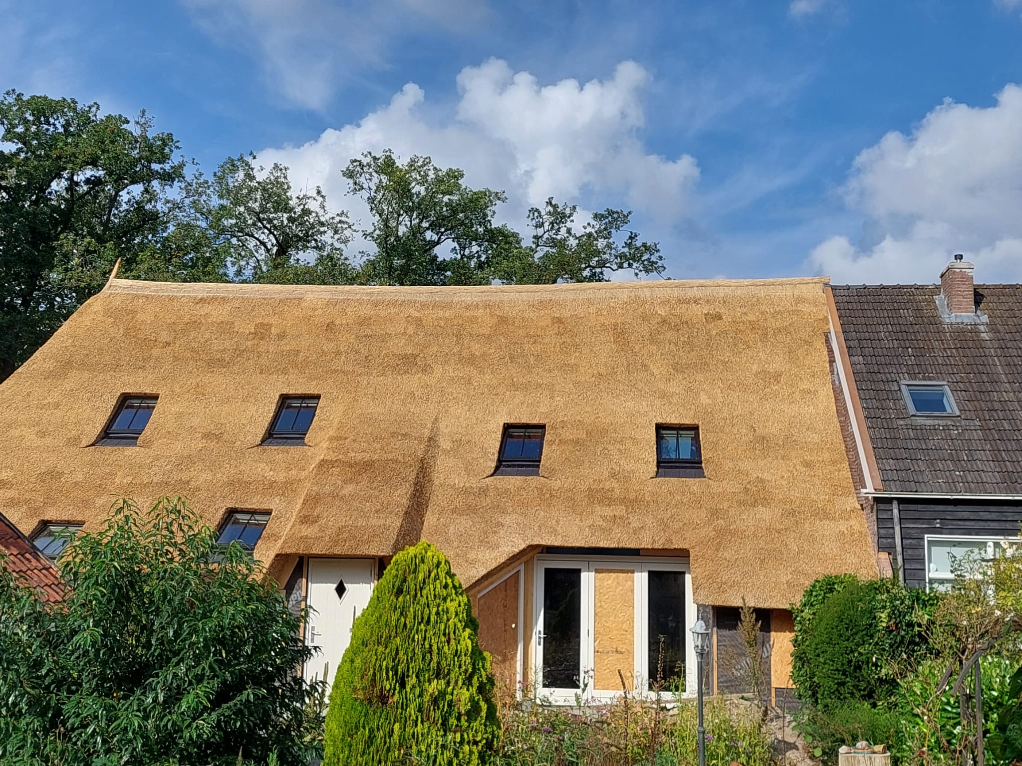 Nieuw riet gedekt in Havelte